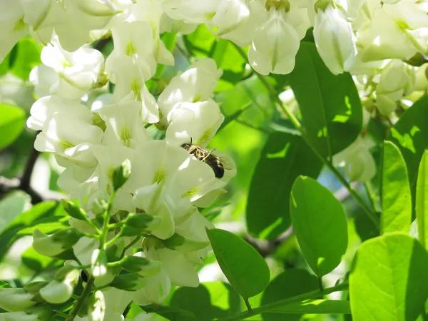 Kwitnienie akacja — Zdjęcie stockowe