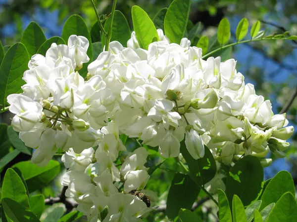 Acacia blossom — Stock Photo, Image