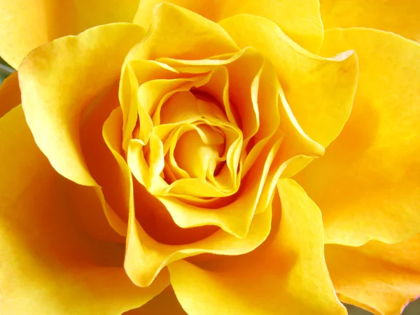 Yellow rose Stock Photos, Royalty Free Yellow rose Images | Depositphotos