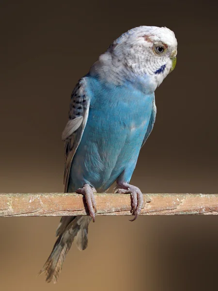 Blå papegoja — Stockfoto