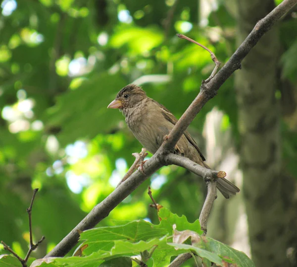Jonge sparrow — Stockfoto