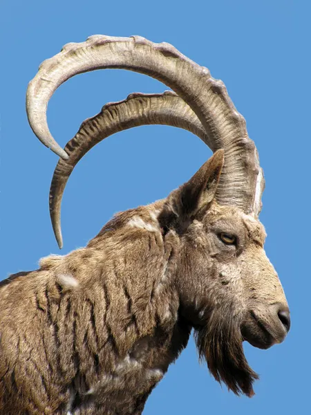Wild goat — Stock Photo, Image