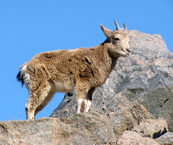Young wild goat — Stock Photo, Image