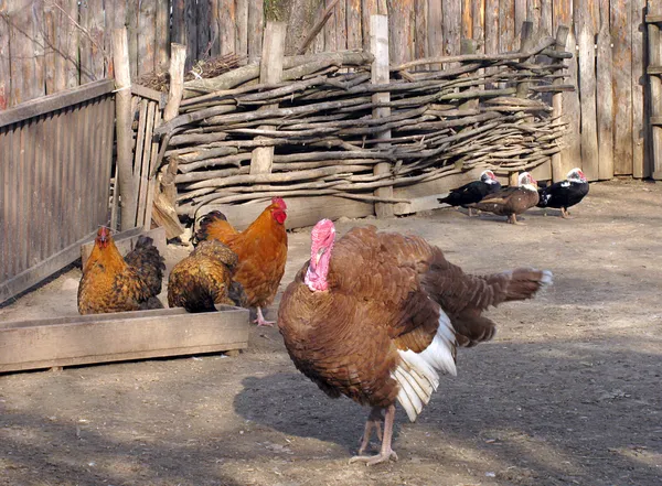 Poultry yard — Stock Photo, Image