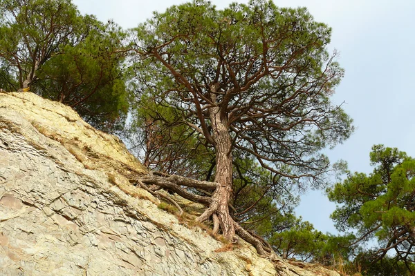 stock image Pine on breakage