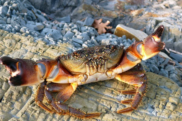 Deniz stone Yengeç saldırı