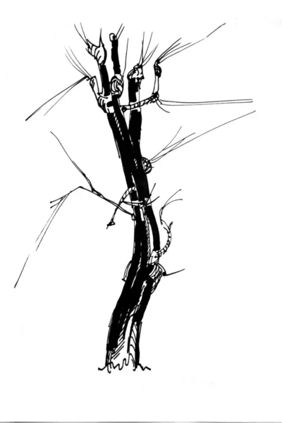 Marker drawing tree — Stock Photo, Image