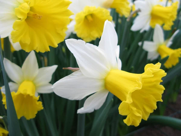 Stock image White narcissuses