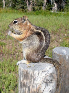 Chipmunk clipart