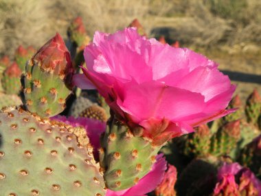 Beavertail Cactus clipart