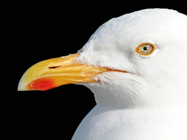 Stock image Seagull