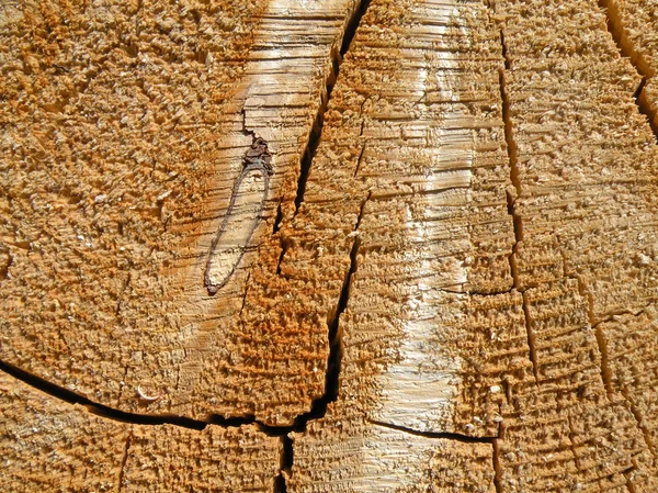 Textura do tronco de árvore Fotos De Bancos De Imagens