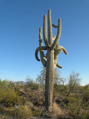 saguaro kaktüsü