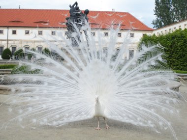 Beyaz tavus kuşu