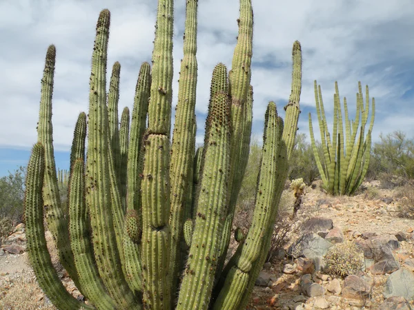 Orgelpfeifen-Kaktus — Stockfoto