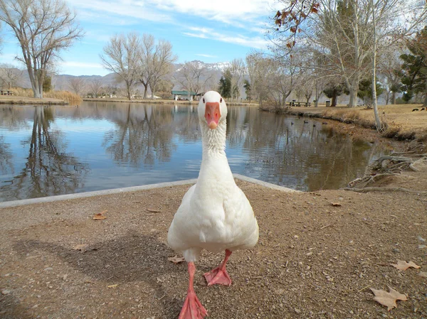 White domesticated goose — Stock Photo, Image
