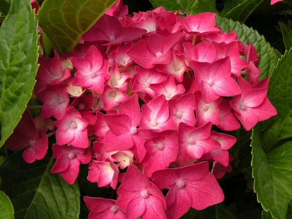 stock image Pink hydrangea