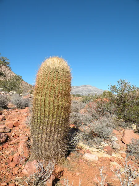 Canna Cactus — Foto Stock