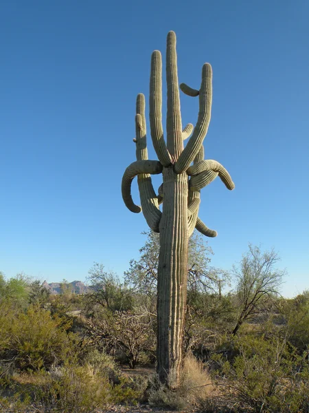 Cacto de saguaro Fotografias De Stock Royalty-Free