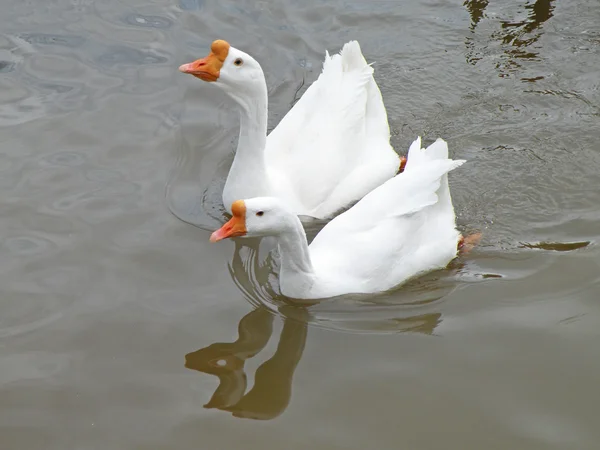Белые одомашненные гуси Стоковое Изображение