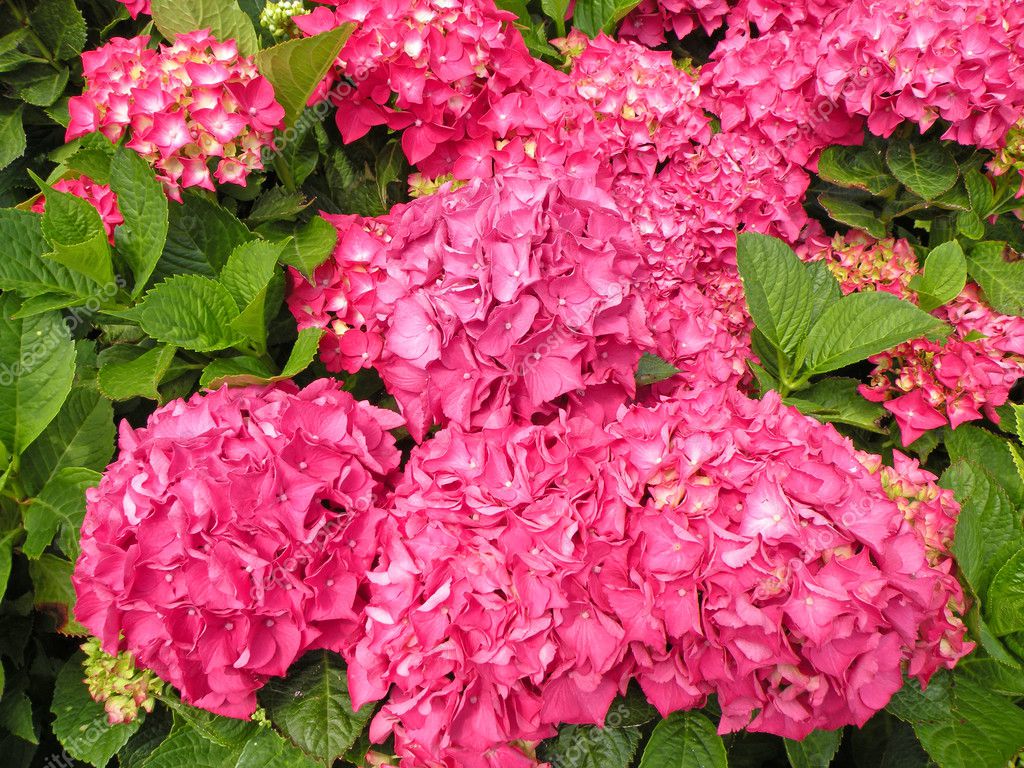 Pink hydrangea — Stock Photo © marketam #2221525