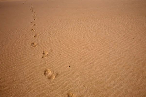 stock image Footprints on the sand