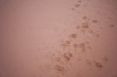 Dogs footprints in the sand clipart