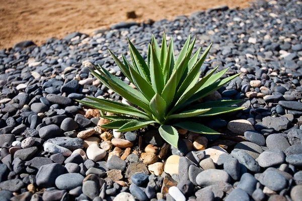 Kaktus v kameny — Stock fotografie