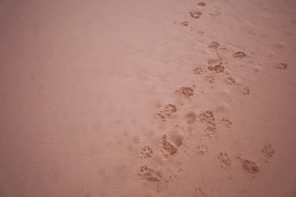 Pegadas de cães na areia Imagens Royalty-Free