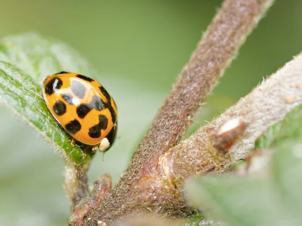 stock image Ladybird