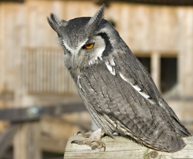 Owl clipart