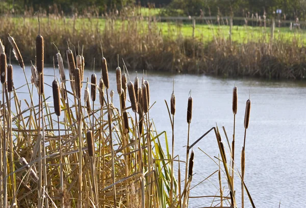 stock image Bullrushes