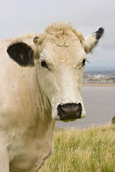 stock image Cow