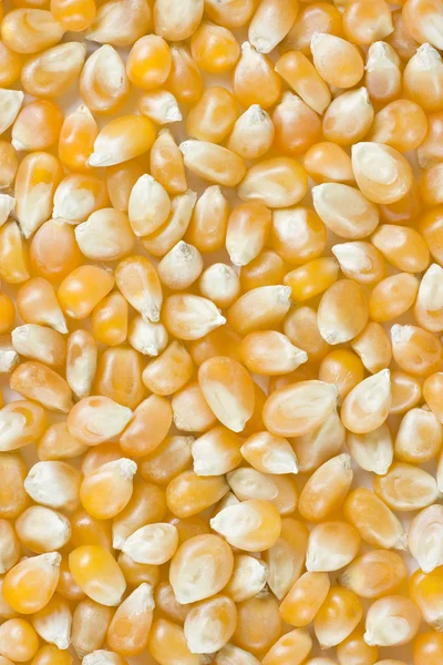 stock image Corn