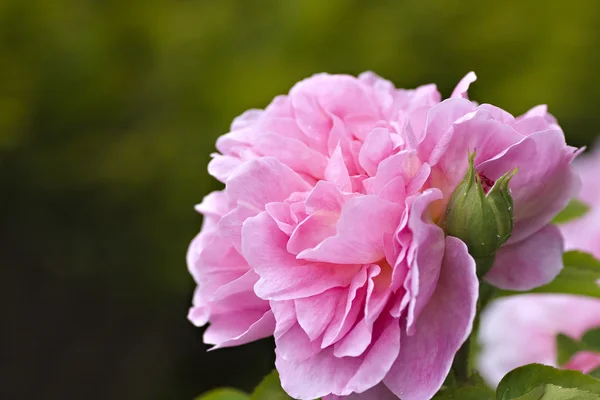 stock image Pink flower