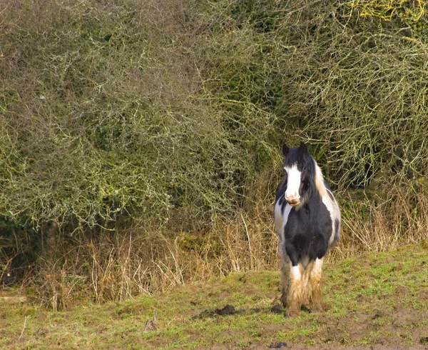 Pony. — Foto de Stock