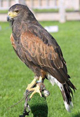 Harris hawk clipart