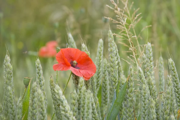 stock image Poppies