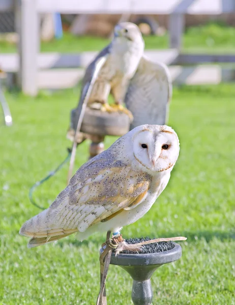 Owl — Stock Photo, Image
