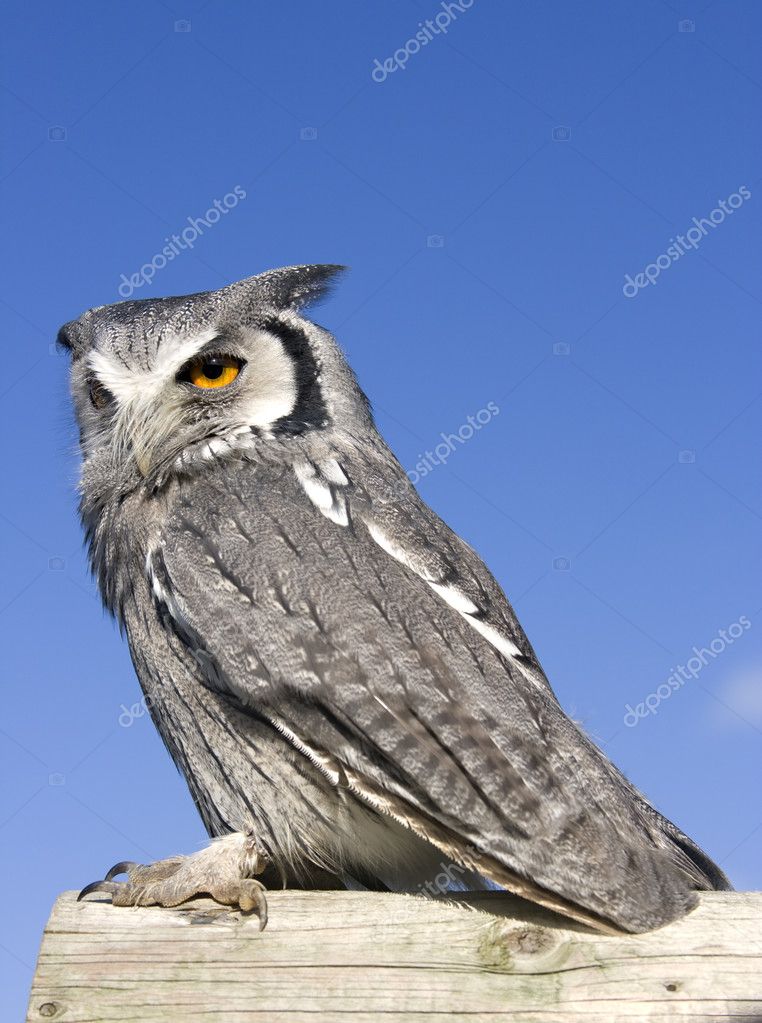 Owl — Stock Photo © speedo101 #2349923 Owl
