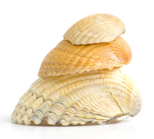 3 shells — Stock Photo, Image