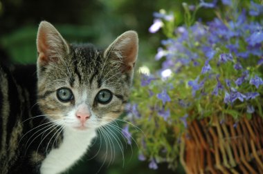 Şirin kedi.