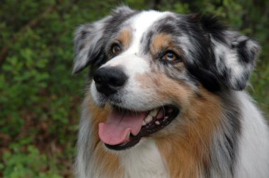 Australian Shepherd clipart