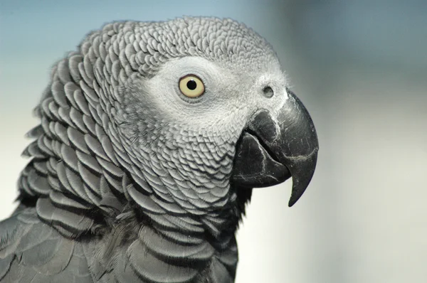 Grå red tailed papegoja — Stockfoto