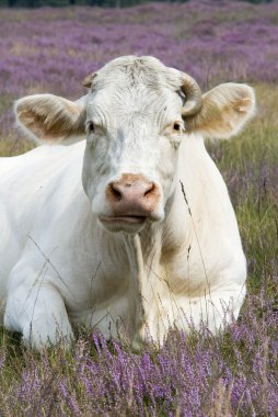 Cow in purple landscape clipart