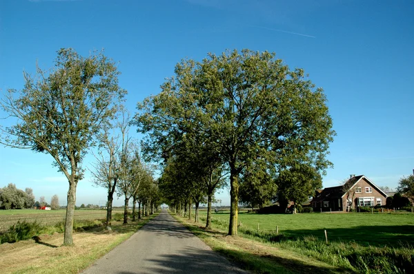 Lane met bomen — Stockfoto