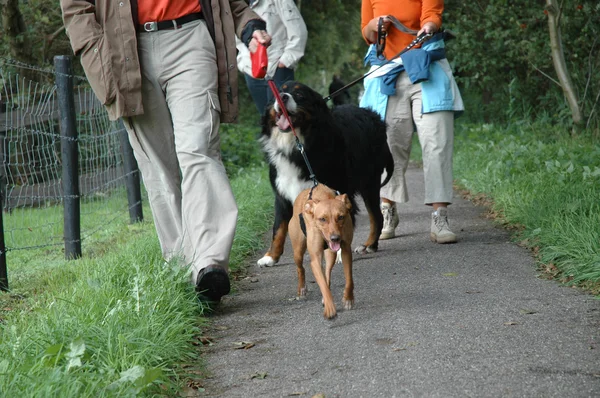 Stock image Walking the dogs