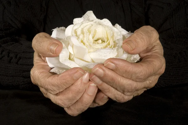 Old χέρια που κρατούν το λευκό τριαντάφυλλο — Φωτογραφία Αρχείου