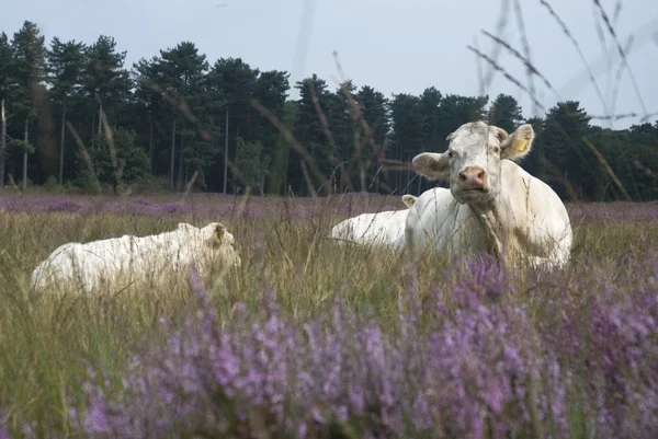 Resting white cow — Stock Photo, Image