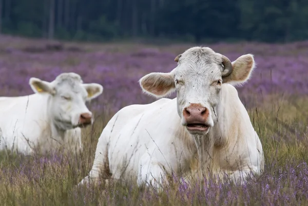 Klidová kráva v heather — Stock fotografie